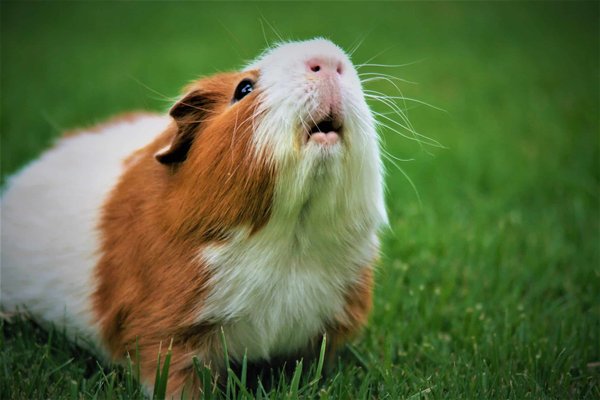 Can guinea pigs recognize their owners?