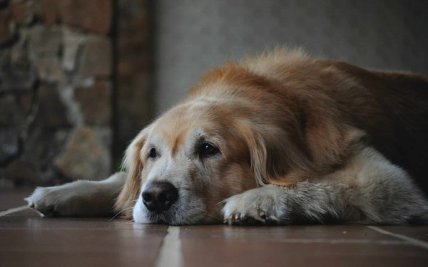 What are the best ways to exercise your senior dog?
