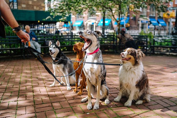 Why do some dogs howl at sirens?